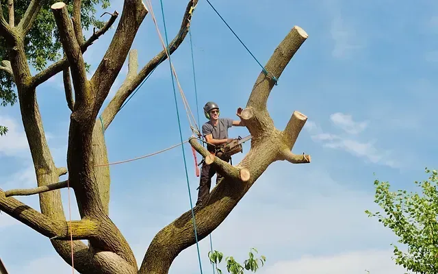 Tree being cut down and taken away by tree experts
