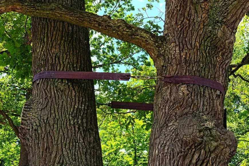 two trees cabled and braced together