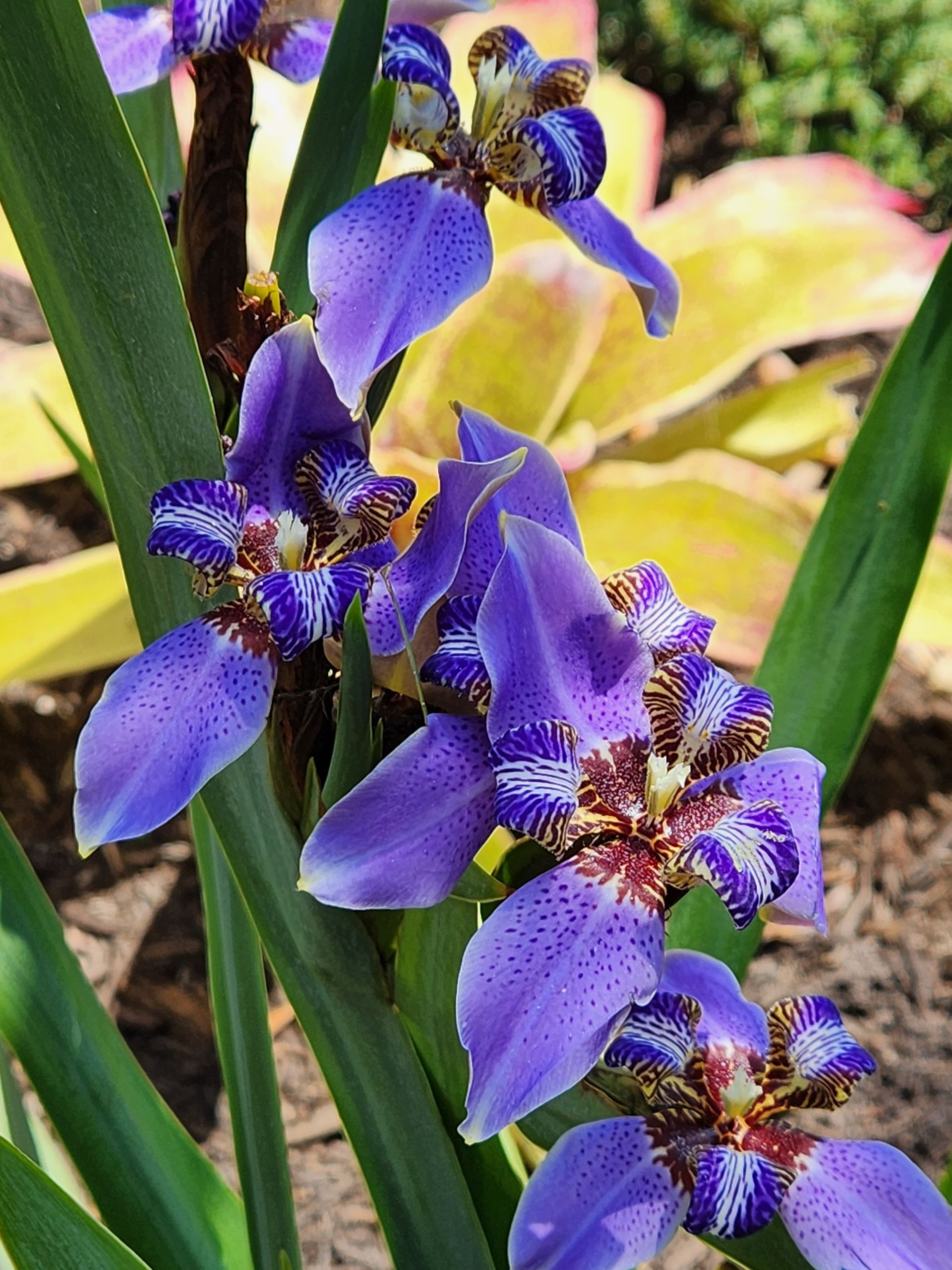 Purple Flower | Naples, FL | Tropical Creations by Oliver, LLC