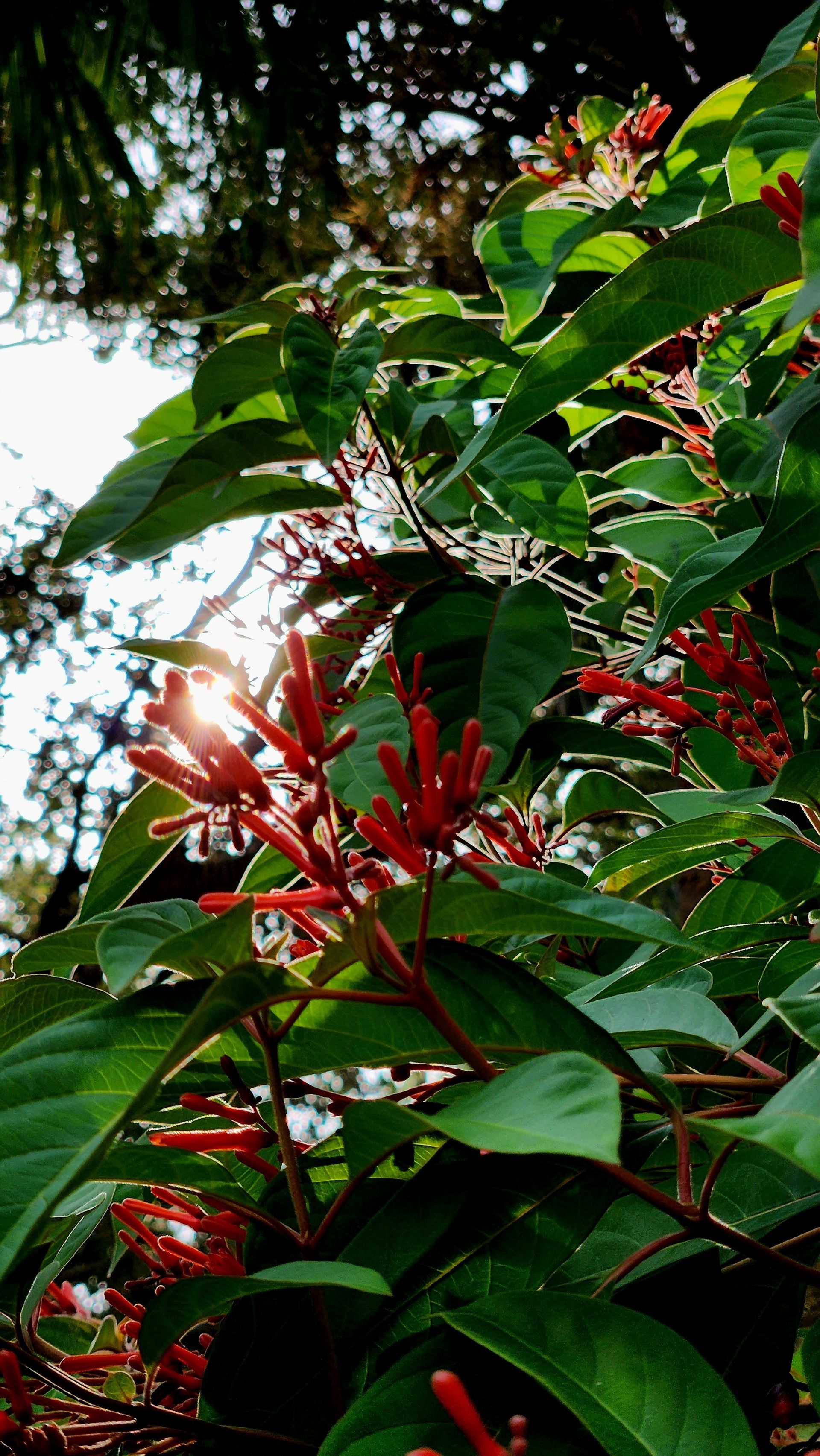 Flowers Behind Rising Sun | Naples, FL | Tropical Creations by Oliver, LLC