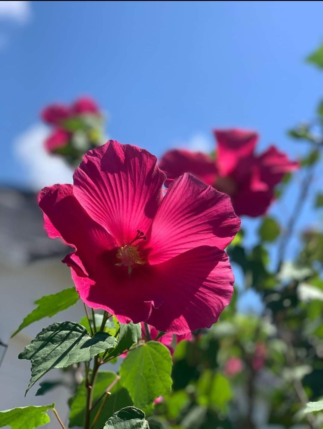 Healthy Flower | Naples, FL | Tropical Creations by Oliver, LLC