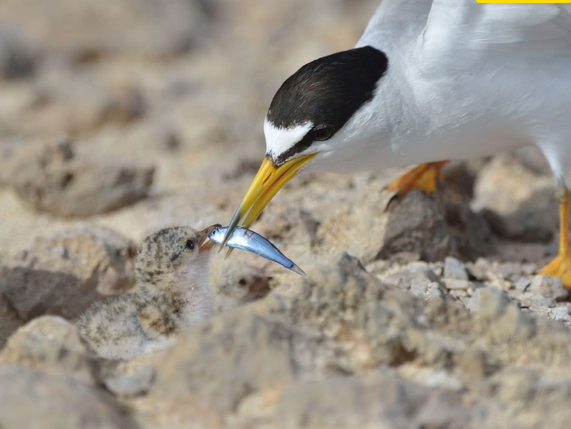 Tern birds nesting along Aruba's northern coast during breeding season.