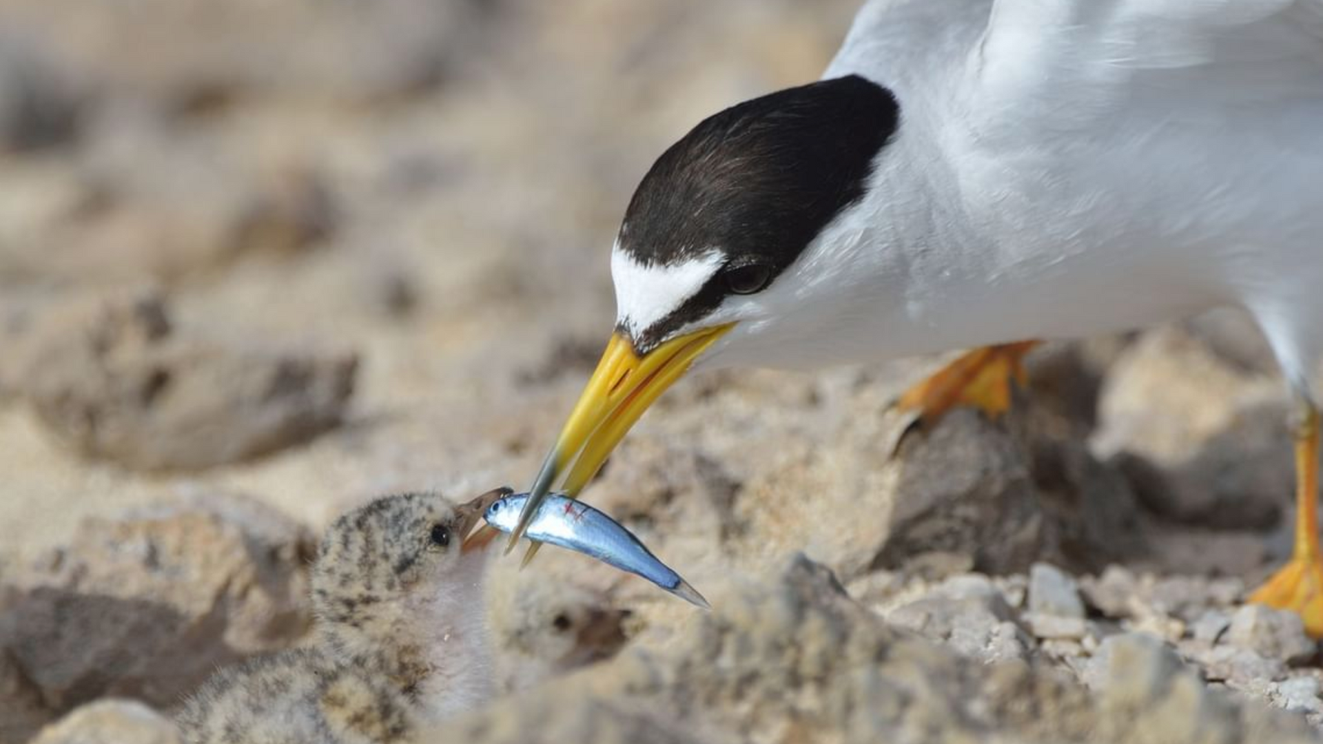 A bird with a fish in its beak is standing on the ground.