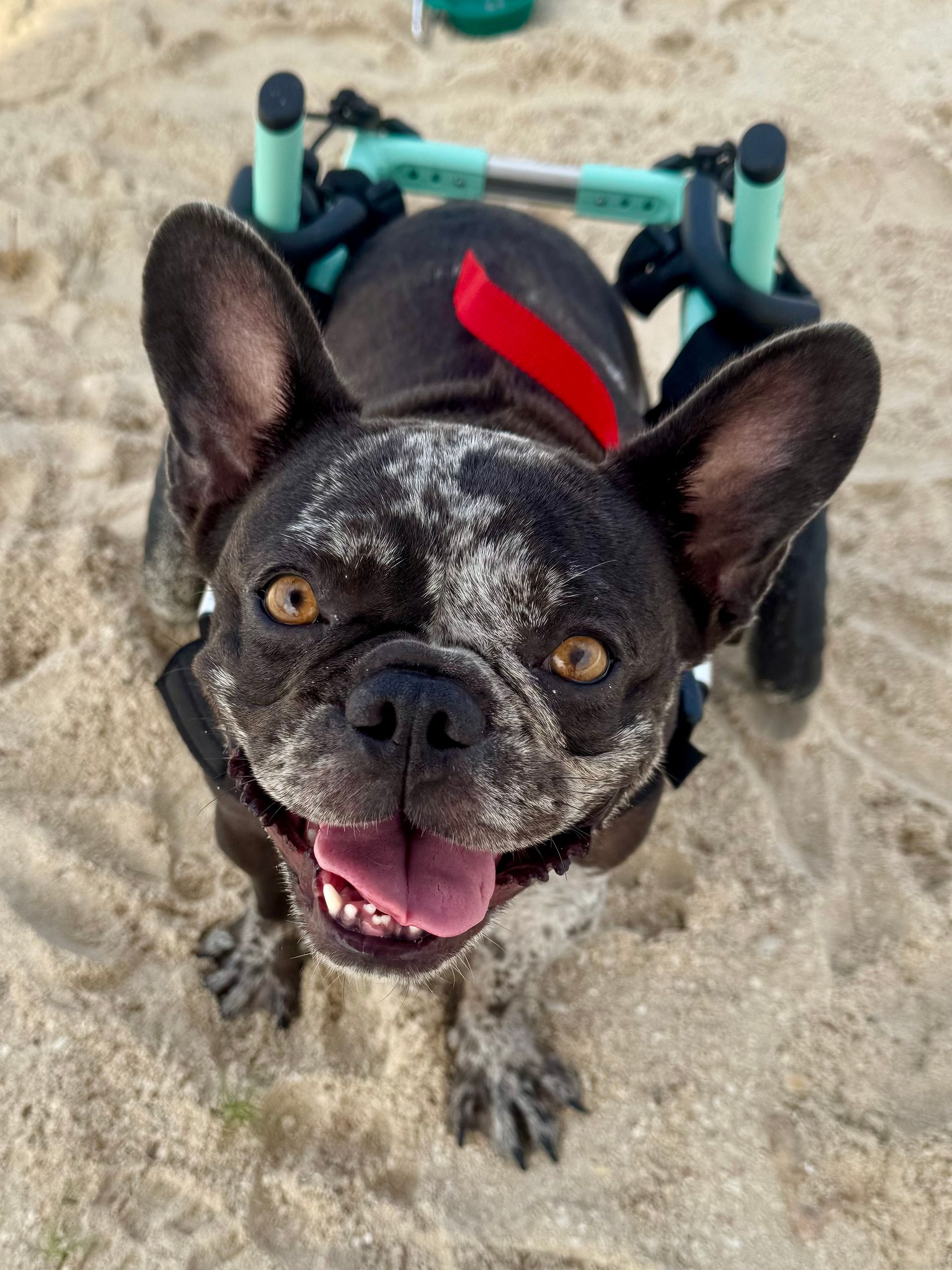 A bathroom with a toilet , sink , mirror and walk in shower.