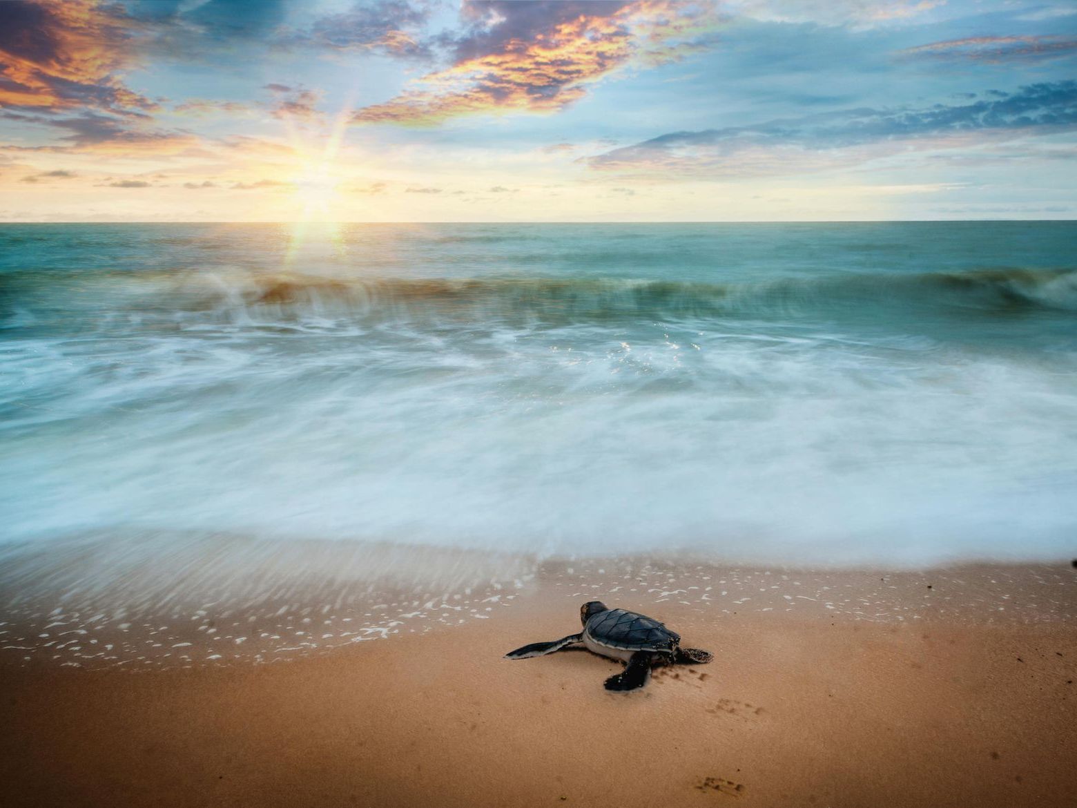 A baby sea turtle is crawling on the beach near the ocean.