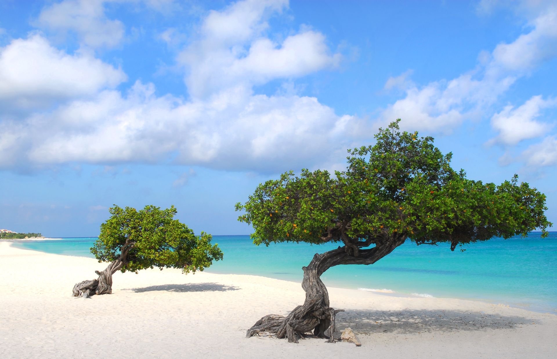 Two trees on a beach with the ocean in the background