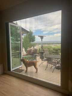 A dog is standing on a deck behind a screen door.