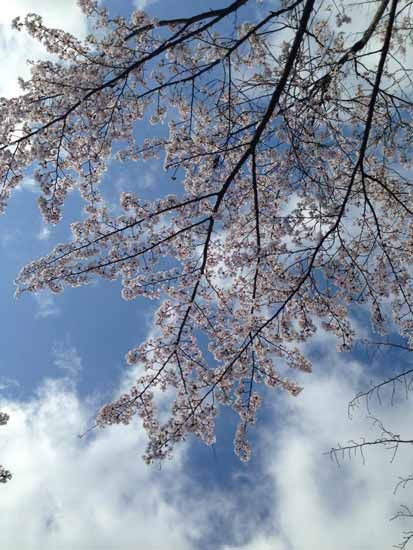 Branches of a blossoming tree against a bright blue sky with fluffy white clouds.