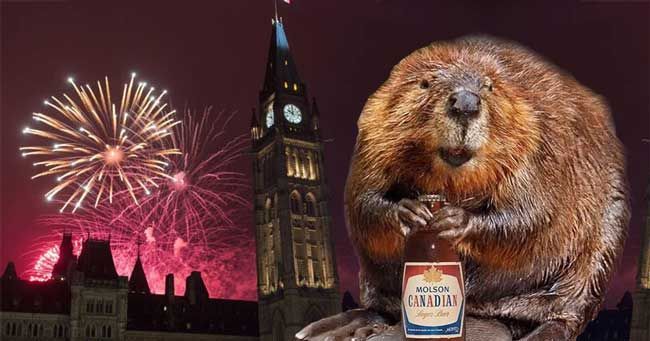 Beaver holding a beer, watching fireworks over Canadian Parliament at night.