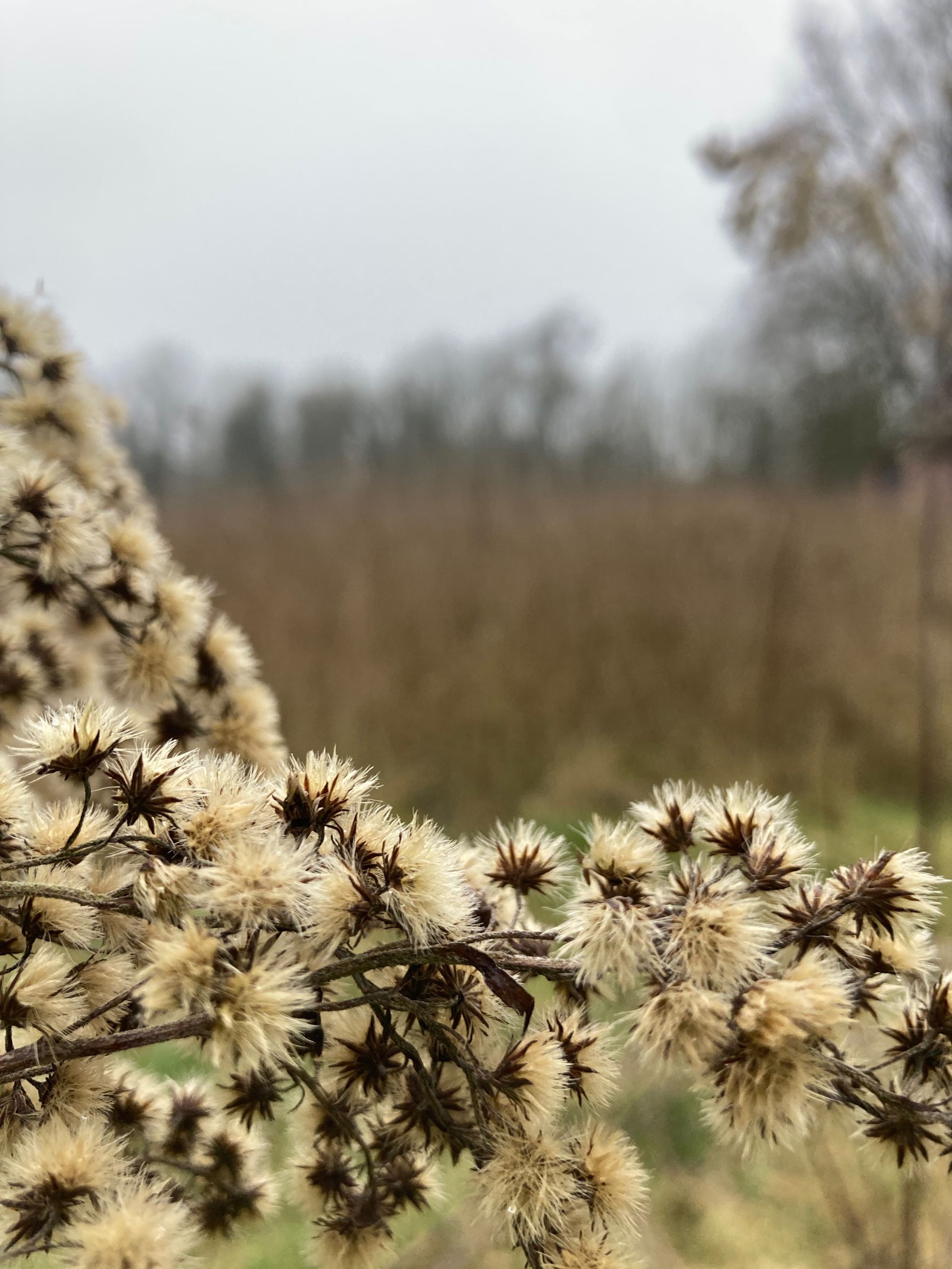 Natuurbeeld van een veld bij Willow BSO – natuurbeleving en ontspanning voor HB kinderen in Lathum