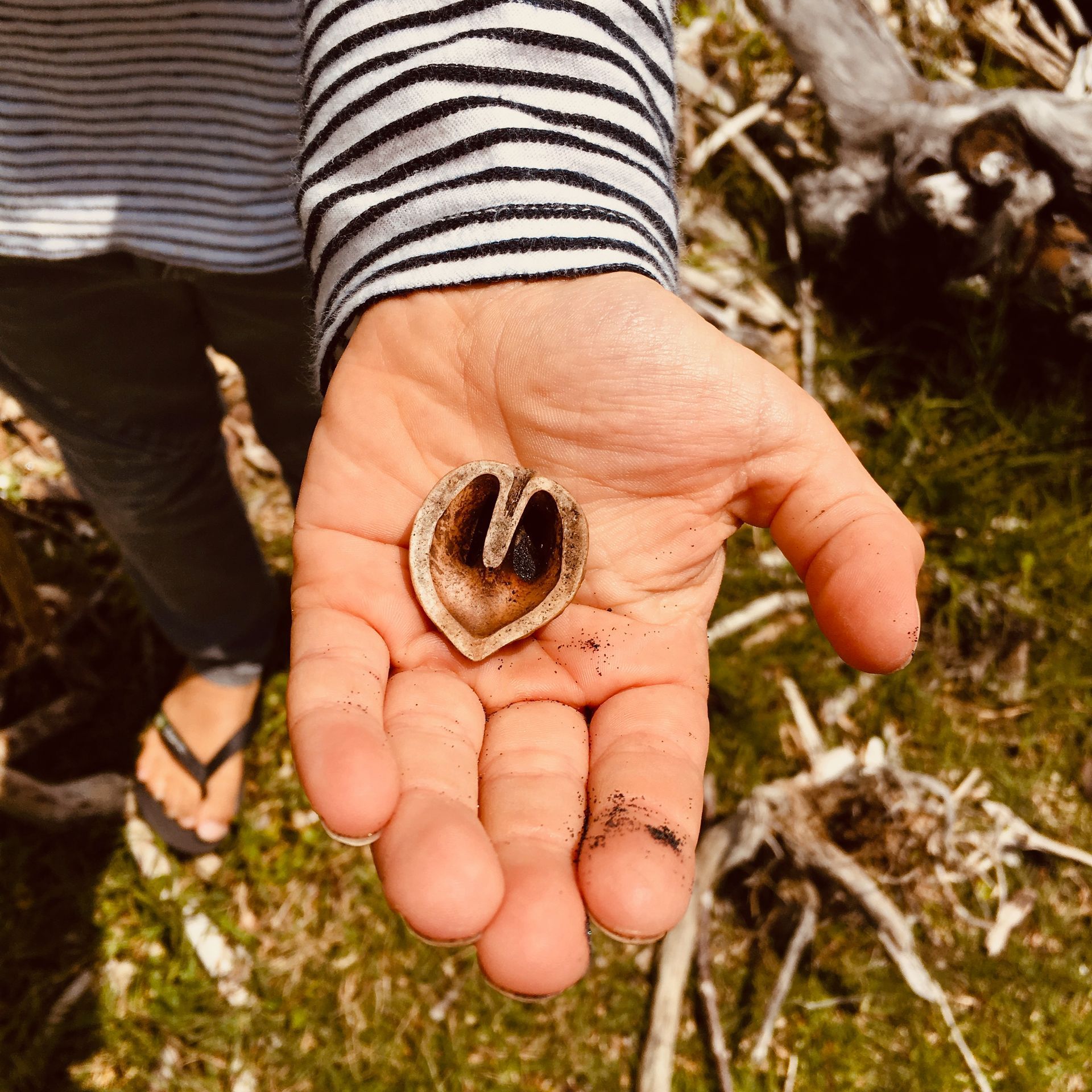 Hand met hartvormige noot — symbool voor zorg en natuur bij Willow BSO