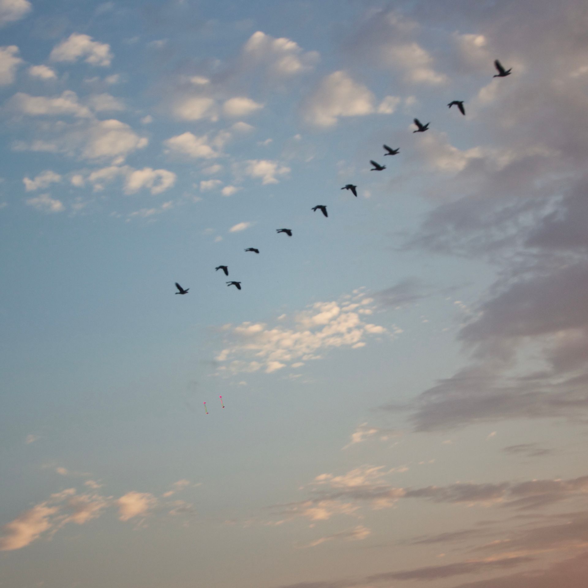Een zwerm vogels die door een bewolkte lucht vliegt