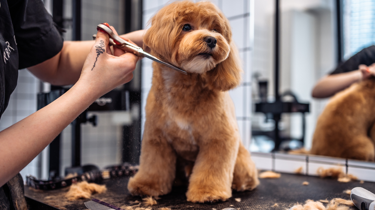 A person is cutting a dog 's hair with scissors.