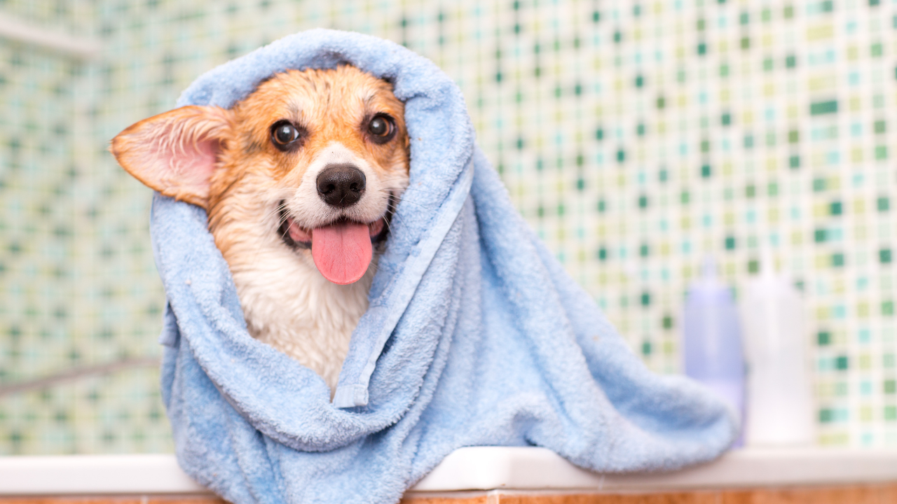 A dog is wrapped in a blue towel in a bathtub.