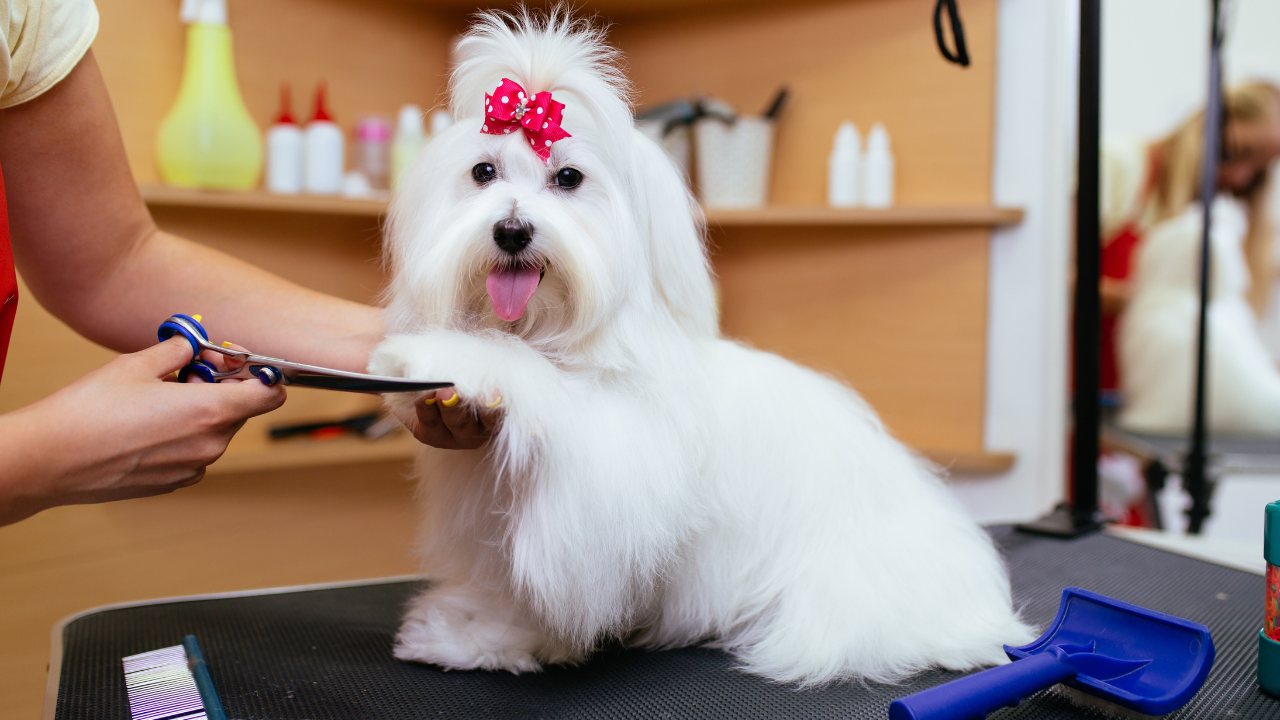 A woman is grooming a small white dog with a pink bow on its head.