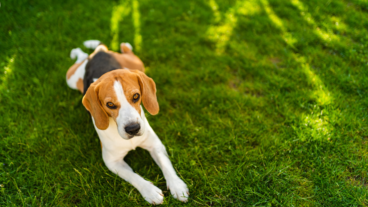 A beagle dog is laying in the grass looking up at the camera.