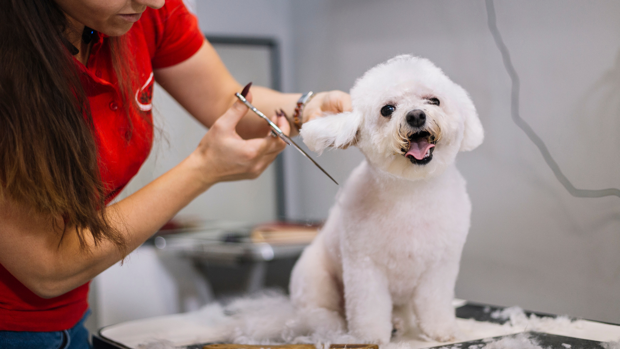 A woman is grooming a small white dog with scissors.