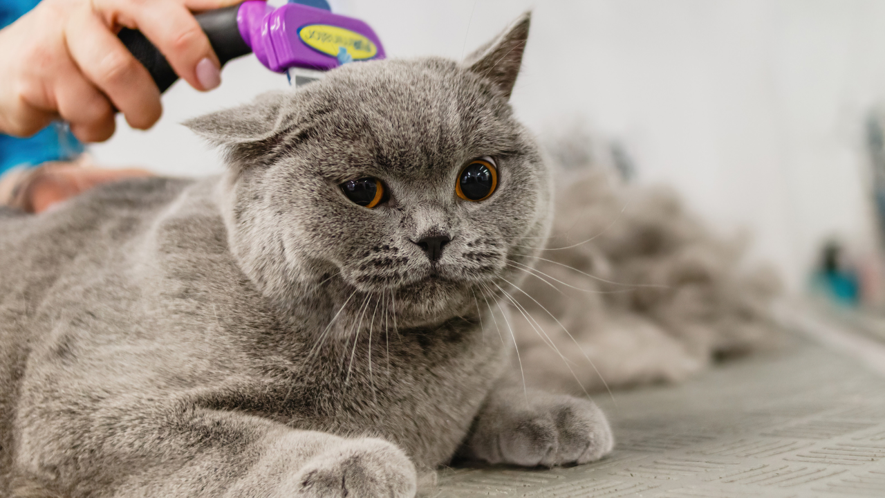 A person is brushing a gray cat with a brush.