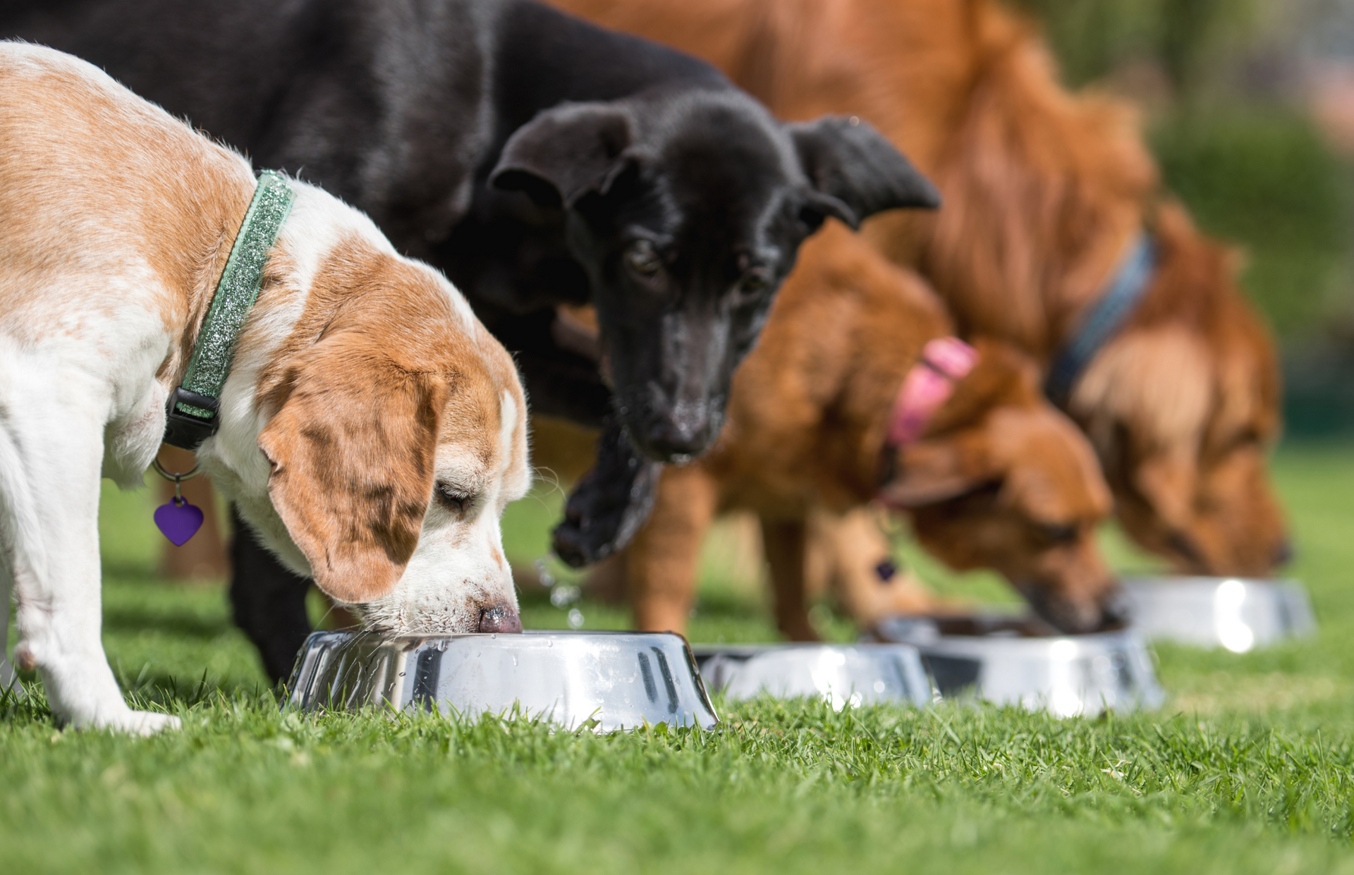 A group of dogs are eating from metal bowls in the grass.