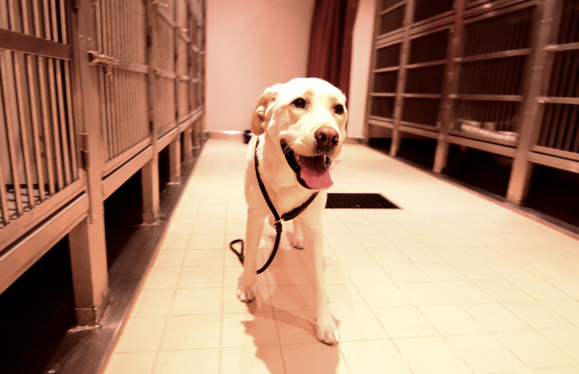 A white dog is standing in a kennel looking at the camera.
