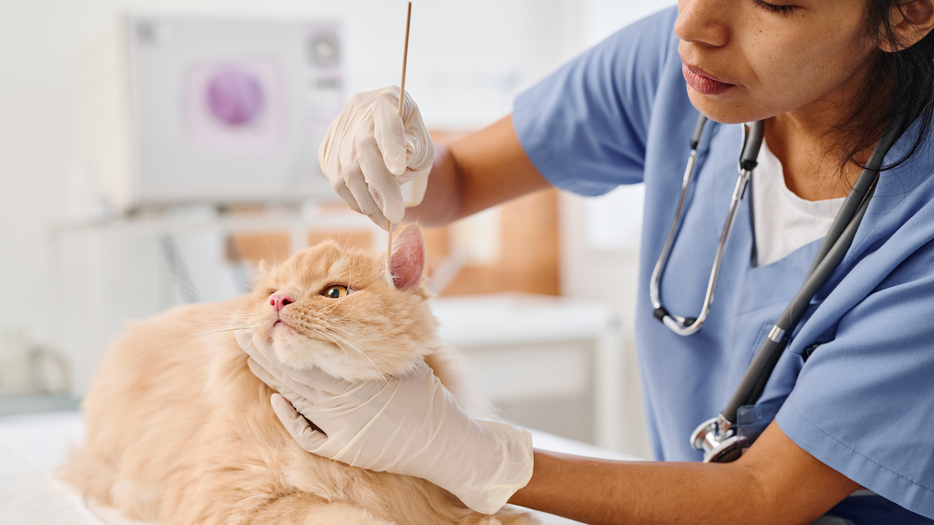 A beagle dog is laying in the grass looking up at the camera.