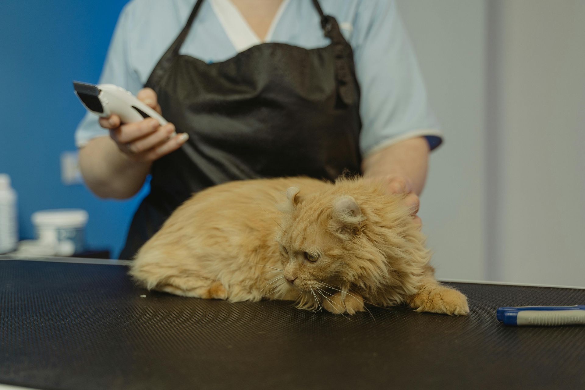 A white dog is standing in a kennel looking at the camera.