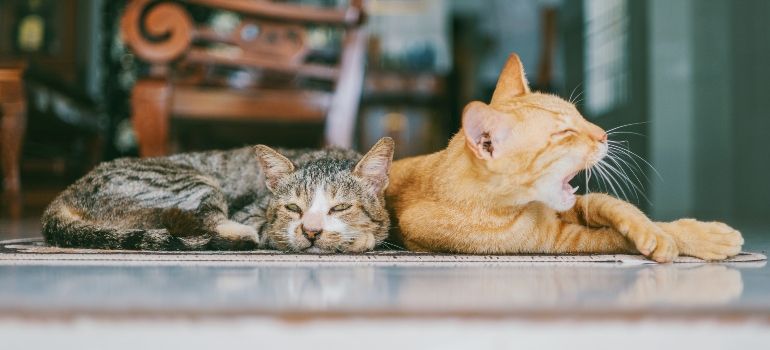 Two cats taking a nap