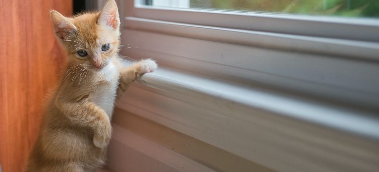 A cat on the window