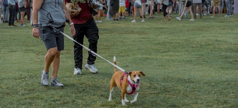 A dog park, one of the most pet-friendly places in Foster City