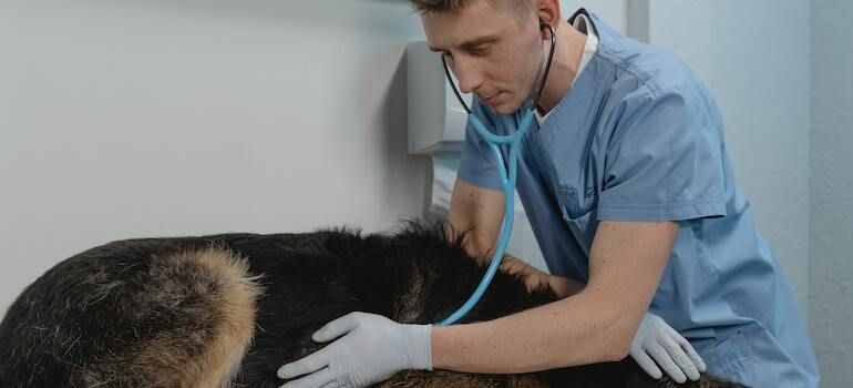 A veterinarian doing a check up on a dog