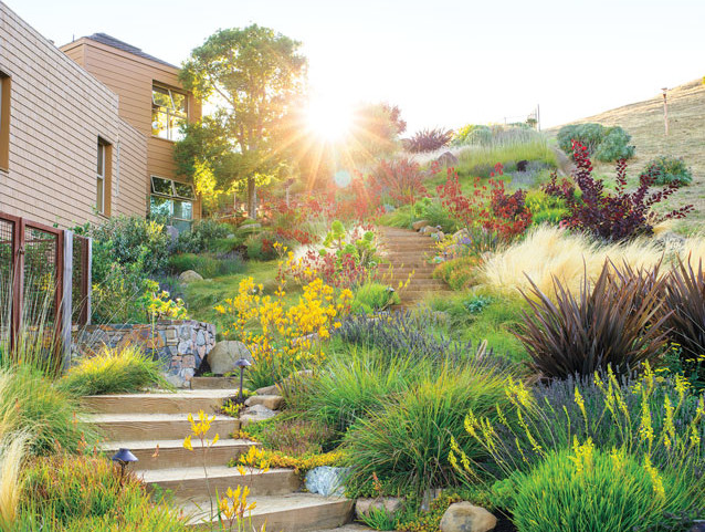A sunlit hillside garden featuring native drought-tolerant plants, vibrant yellow and red flowers, o