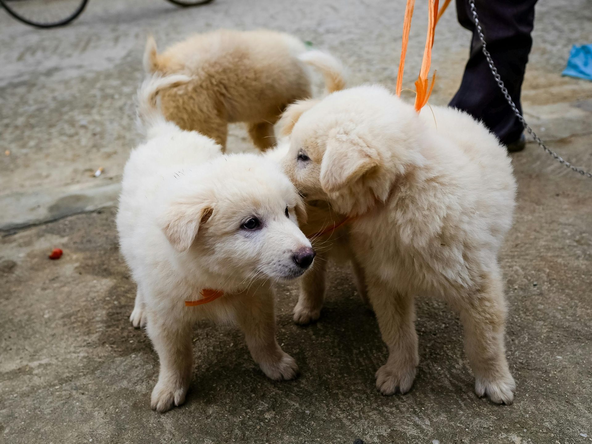 Drie donzige witte puppy's, twee aan elkaar snuffelen, een derde puppy op de achtergrond.