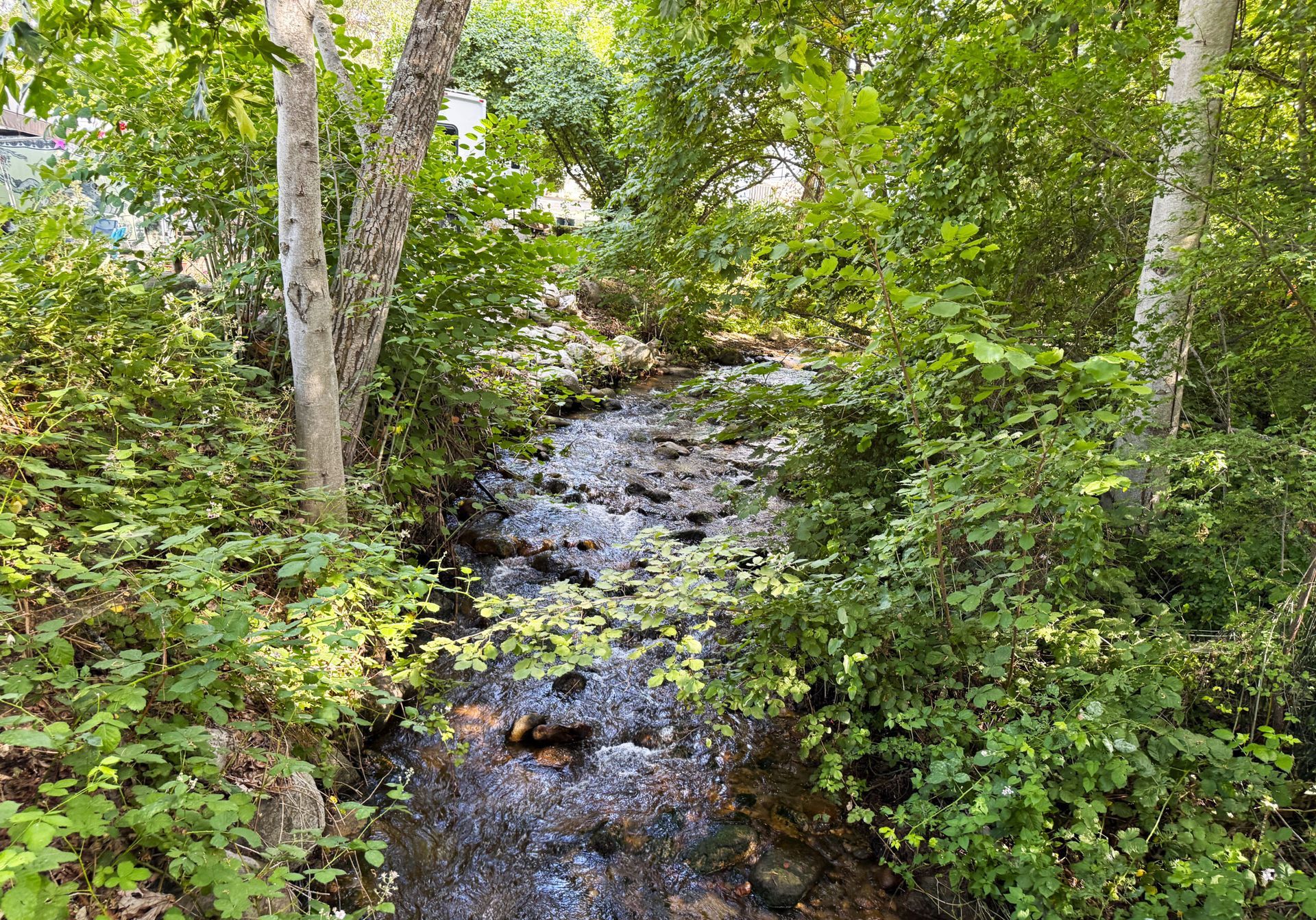 Wooded stream flowing through dense green foliage and trees