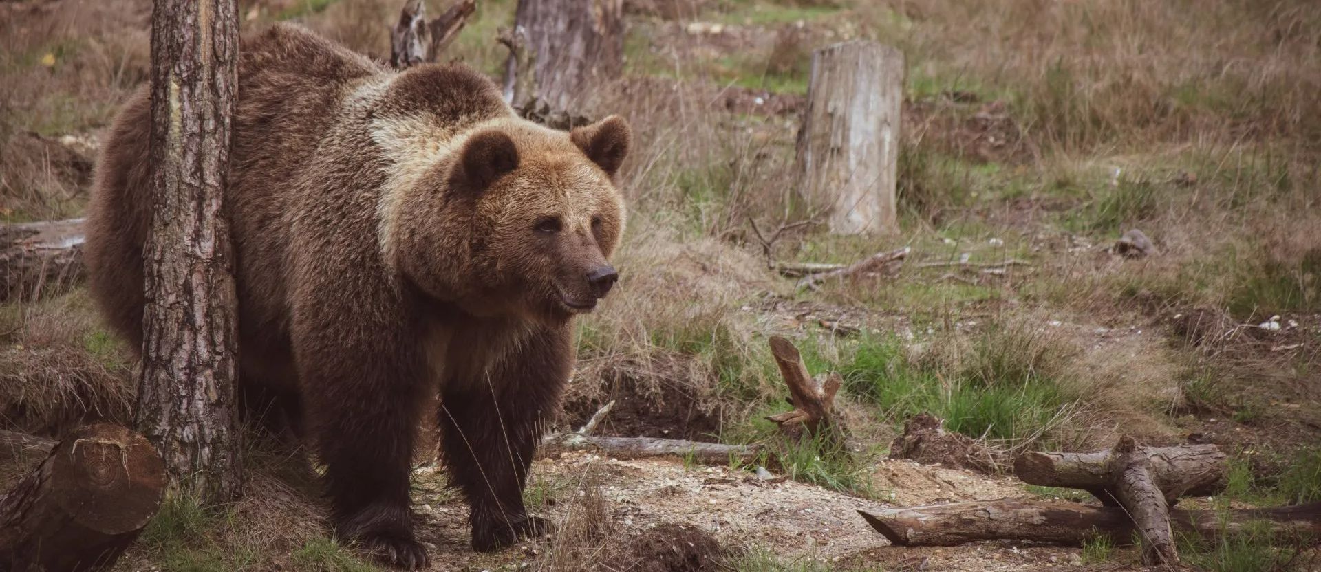 A brown bear is standing next to a tree in the woods Illustrates the Issues between marketing and hunting