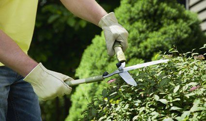 Make us your first choice for hedge trimming and maintenance