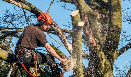 Contact us for tree cutting