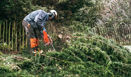 We offer professional tree felling services