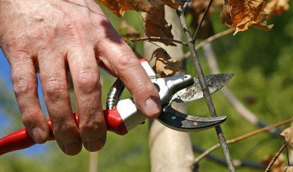 Call us for pruning