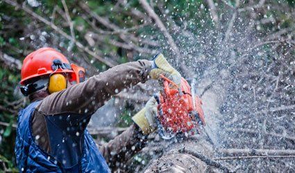 Hire our experienced tree surgeons