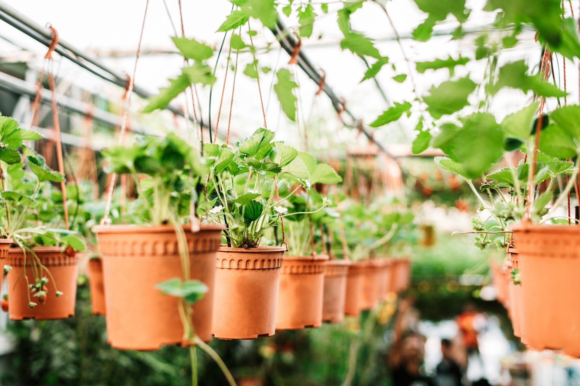 Organic Garden Supplies — Seattle, WA — Stoneway Hardware