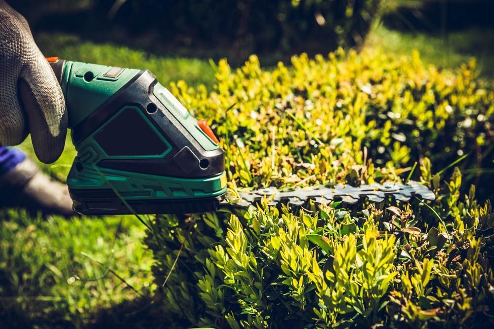 Trimming Shrubs With An Electric Trimmer In Garden — Garden Maintenance in Eaglehawk, VIC