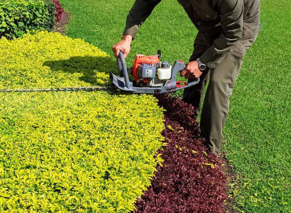 A Man Trimming Shrub With Hedge Trimmer — Garden Maintenance in Eaglehawk, VIC