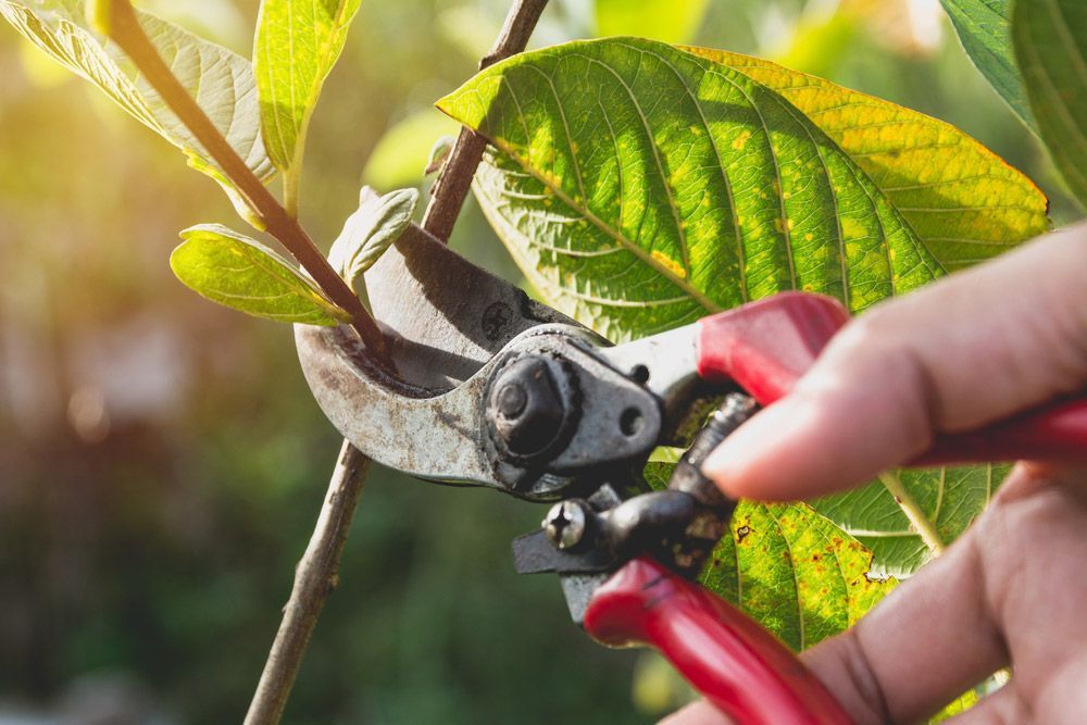 Gardener Pruning Trees With Pruning Shears On Nature Background — Hedge Trimming & Tree Pruning in Eaglehawk, VIC