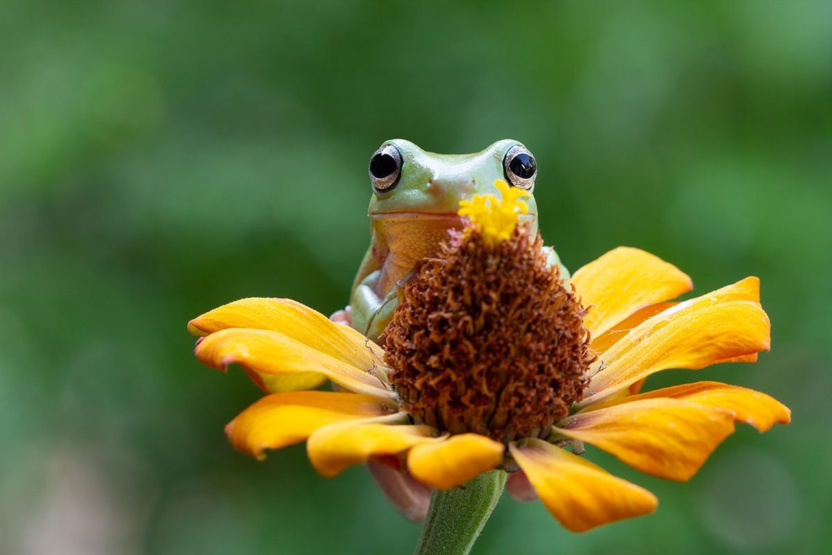 Eat the frog di Brian Tracy