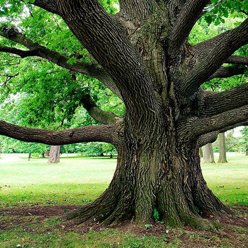 Tree with outreaching branches - Lawn, Tree & Landscaping in Chesapeake, VA