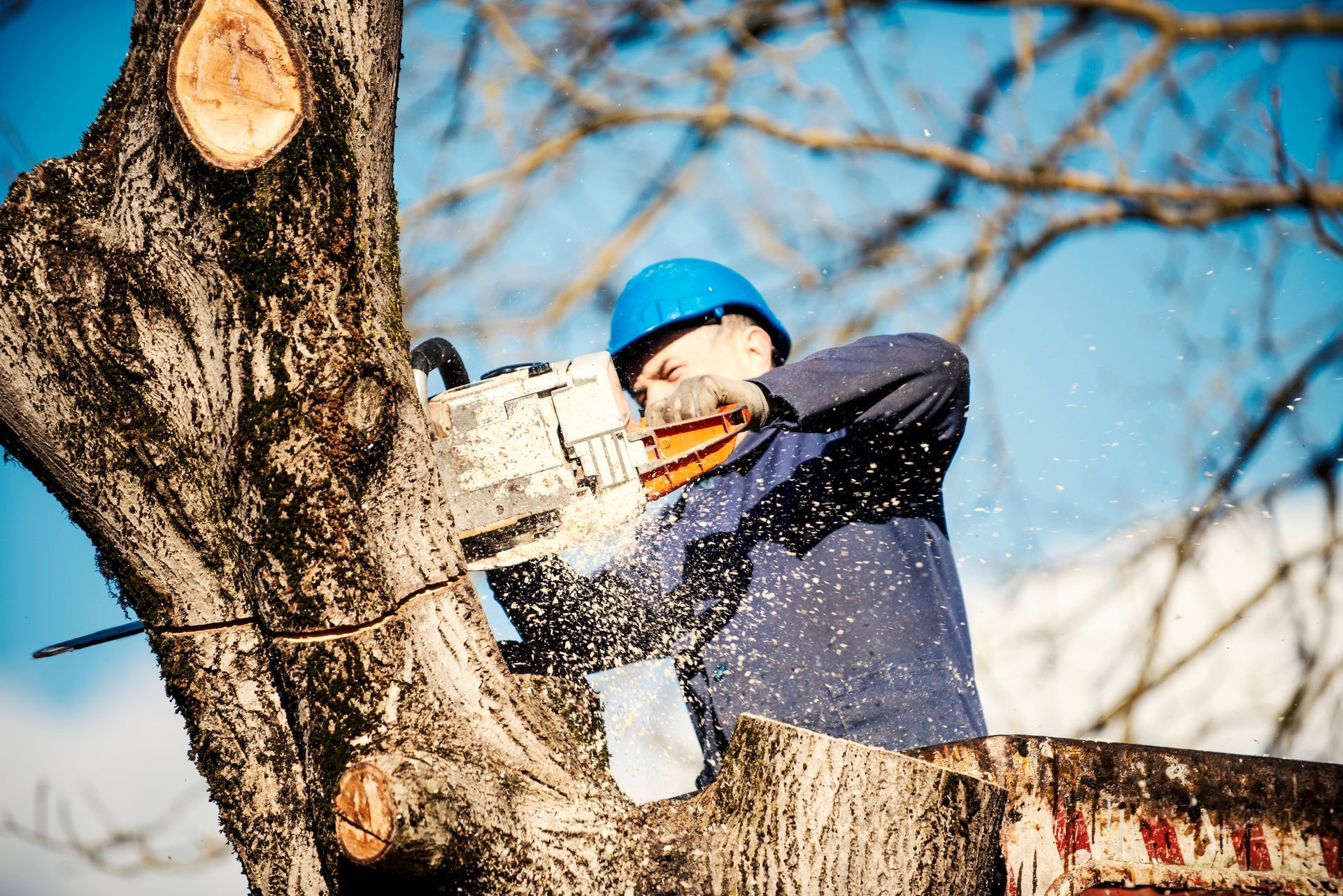 Arborist in blue helmet uses a chainsaw to cut a tree trunk; wood chips fly.