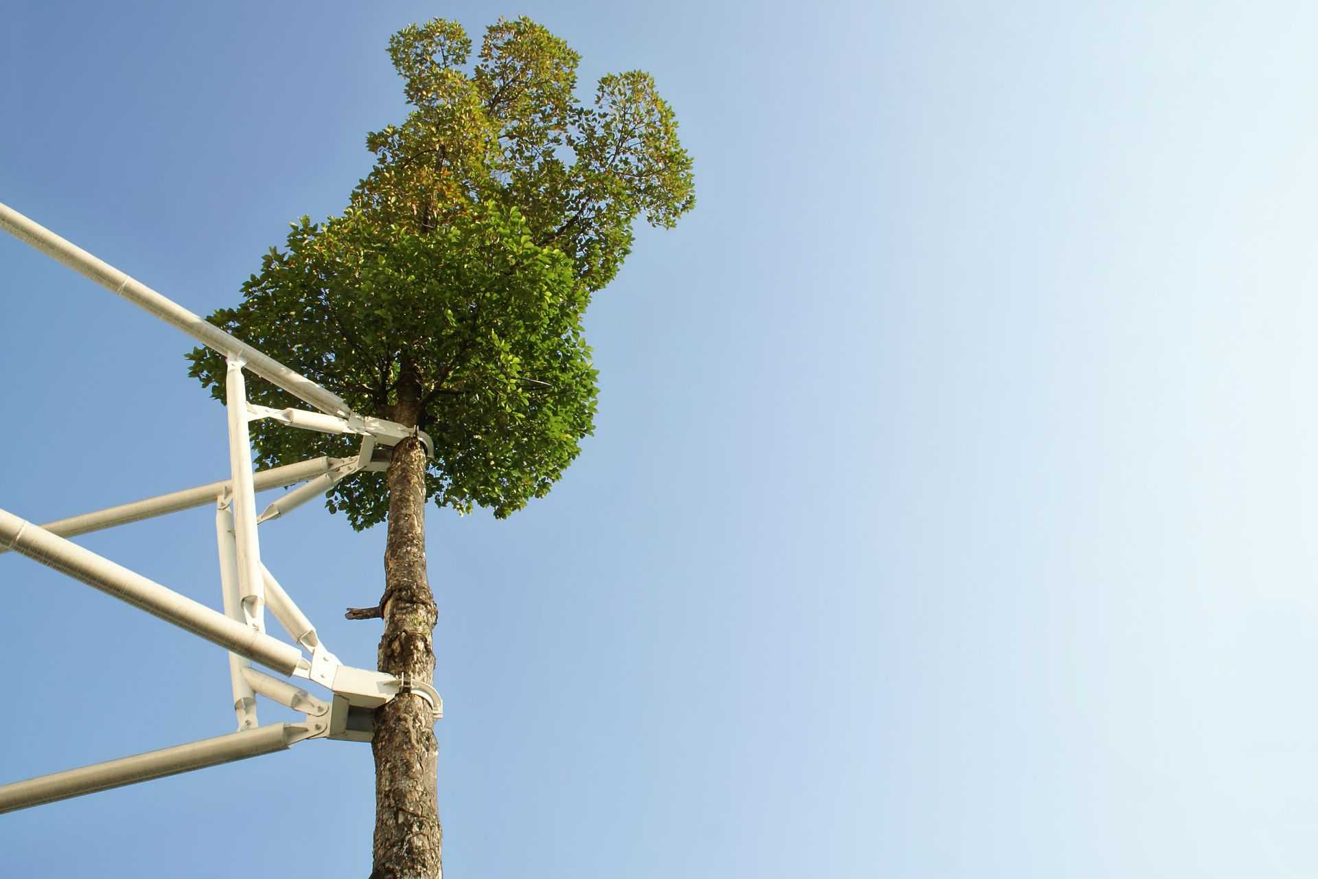 Tree growing through a white metal structure against a clear blue sky.