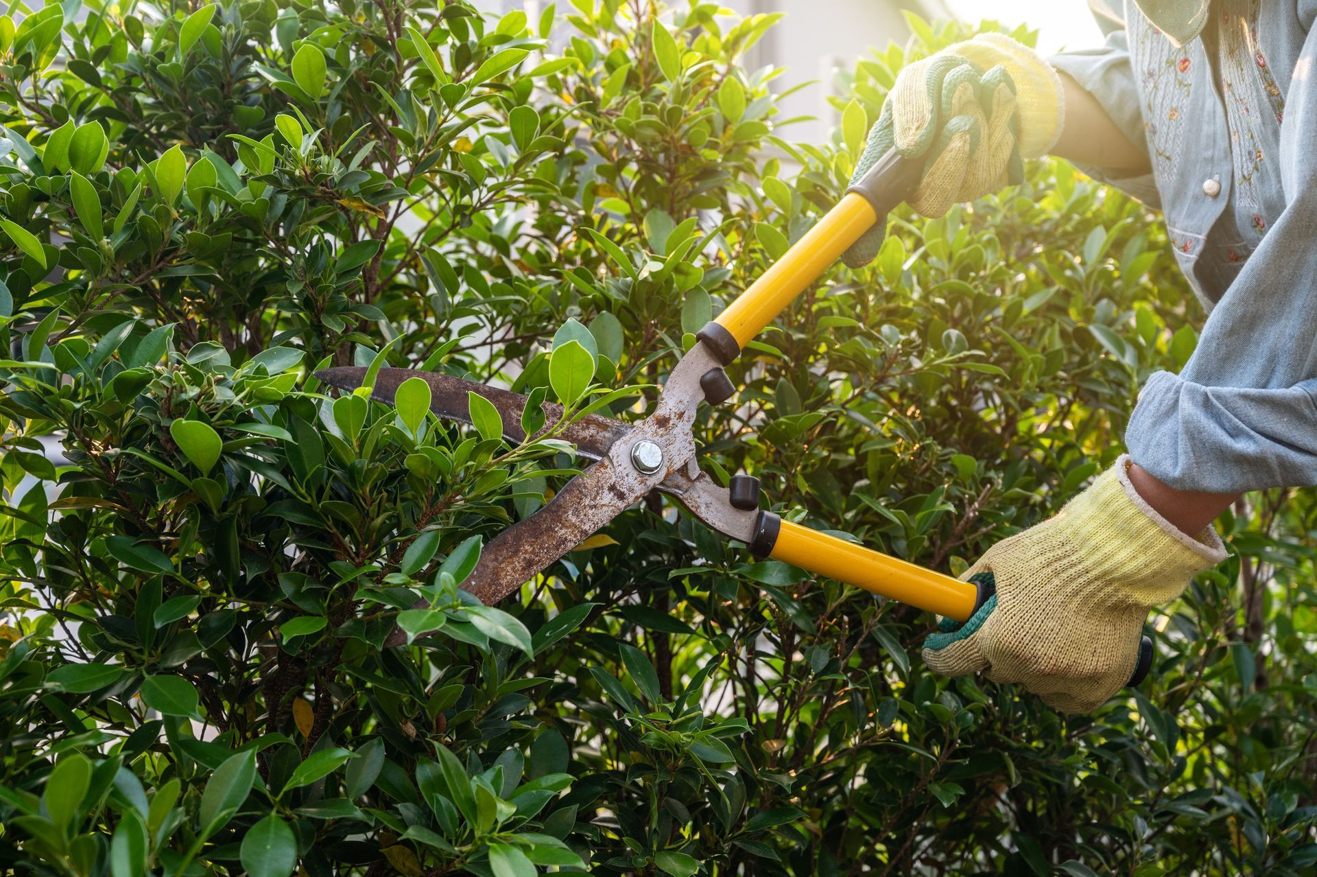 Person pruning a green hedge with yellow-handled shears, wearing gloves, outdoors on a sunny day.