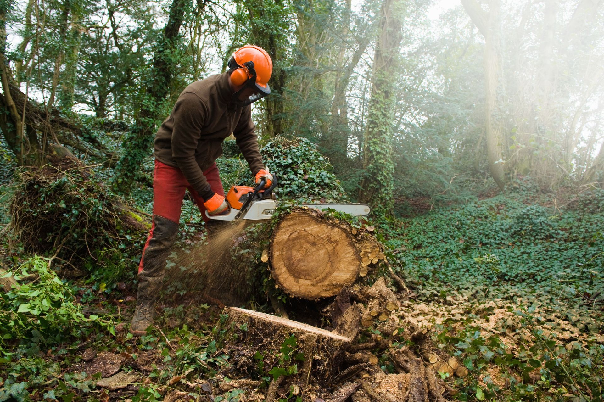 Man in safety gear using a chainsaw to cut a tree trunk in a forest.