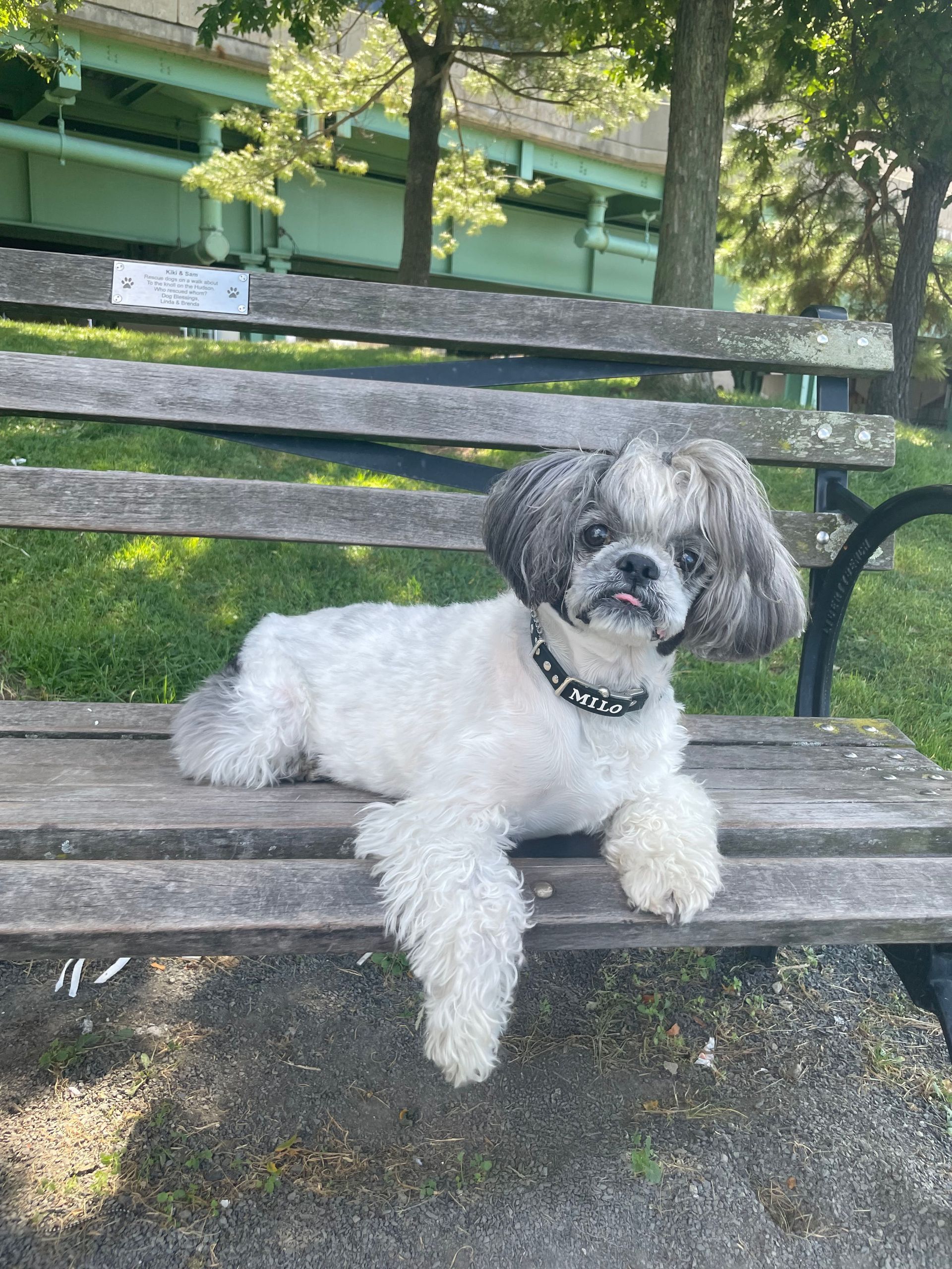 A small white dog is laying on a wooden park bench.